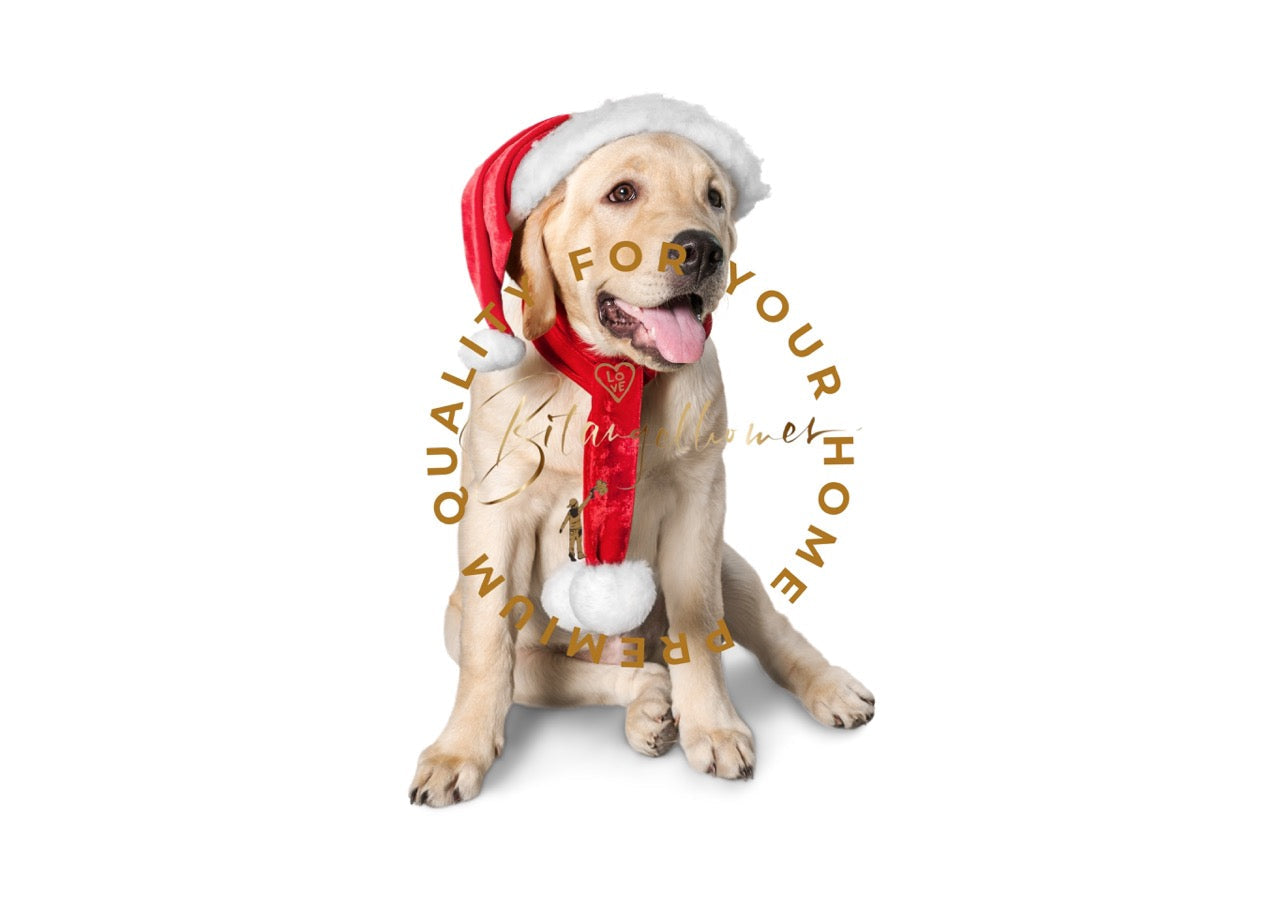 Für Hunde & Katzen 🐾 - Bitangel RENOVATE & FURNISH HOMES GmbH