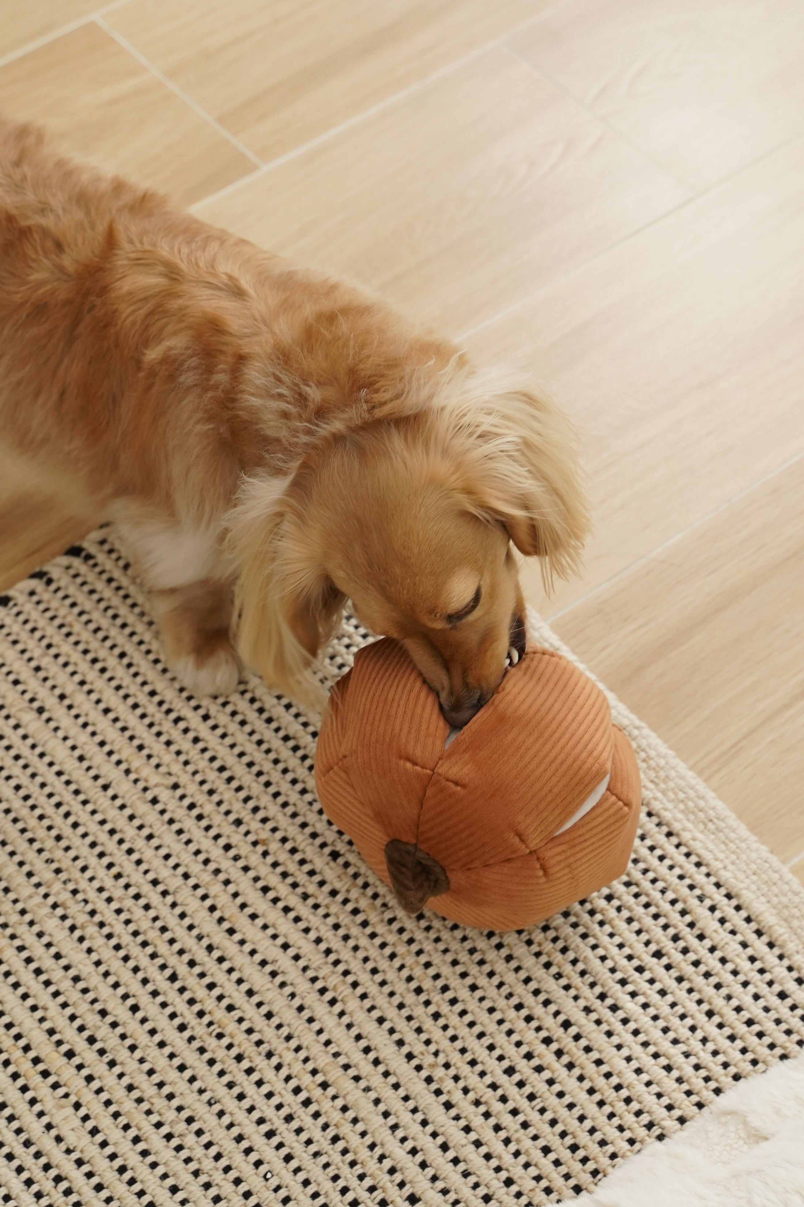Lambwolf Collective Schnüffel-Kürbis mit Quietscher & Leckerchen-Versteck orange - BITANGELHOMES