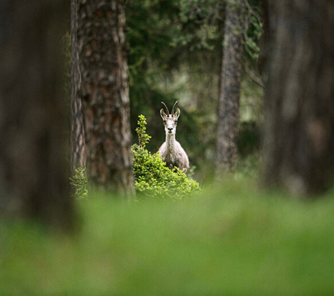 Zu Gast im Engadin. Sehnsuchtsorte, Originalrezepte und Geheimtipps - BITANGELHOMES