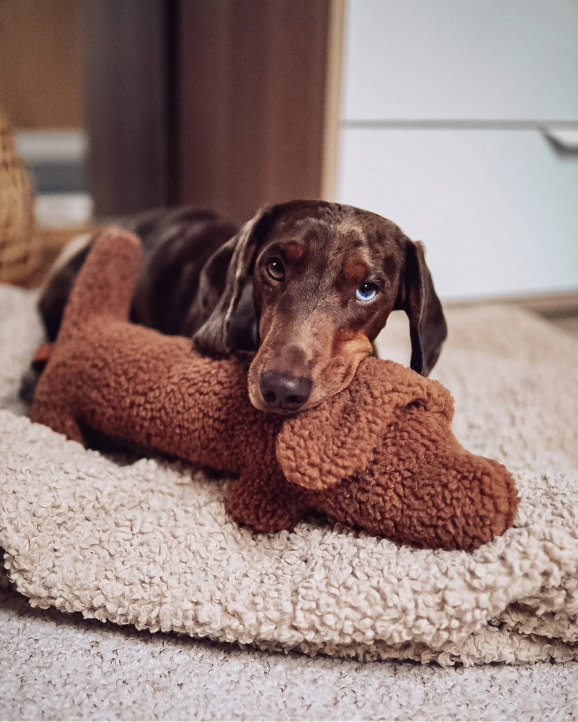 Lieblingspfote Teddy Dackel braun - BITANGELHOMES