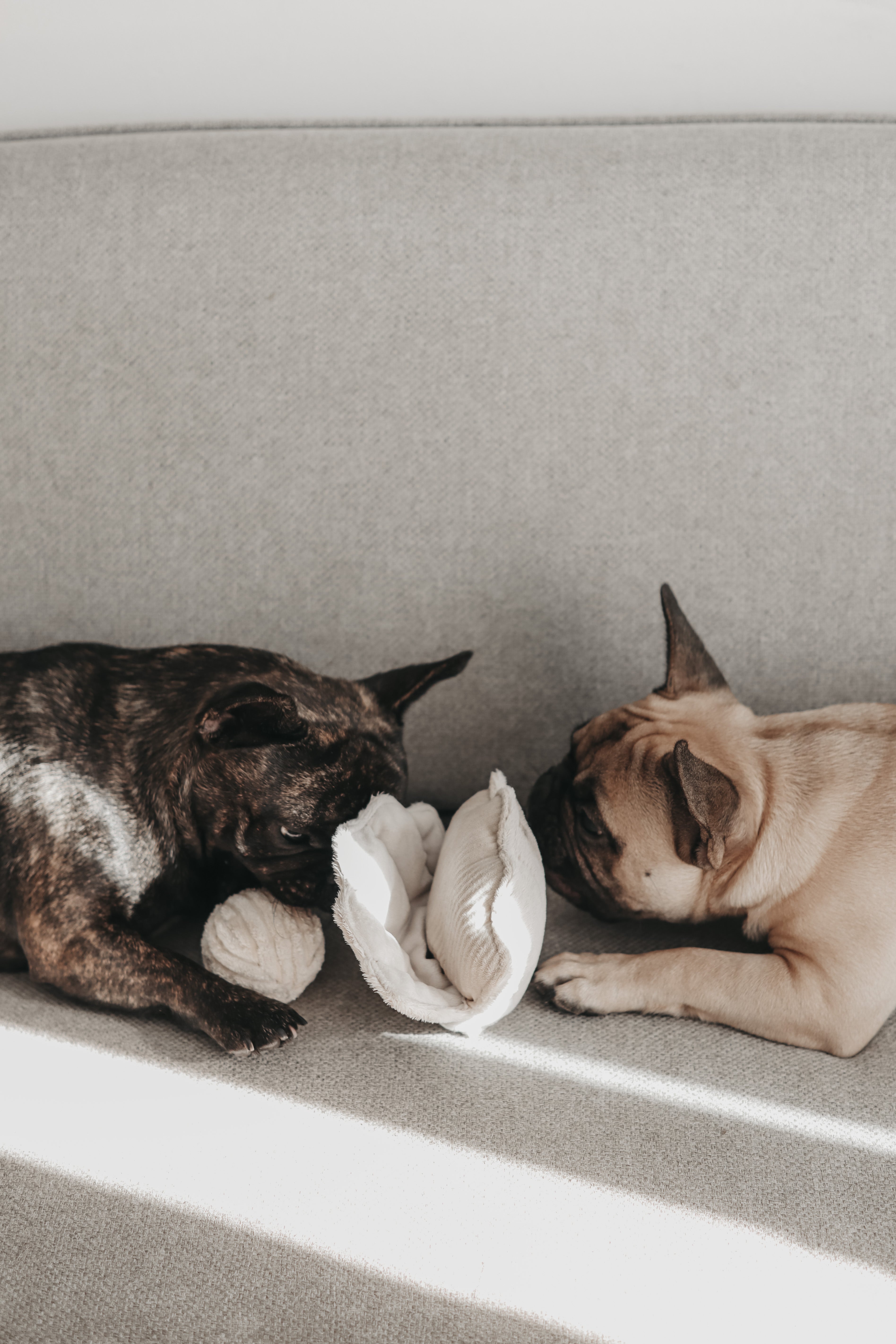 Lambwolf Collective Samt-Knister-Muschel & Kord-Quietsch-Ball & Schnüffelspielzeug - BITANGELHOMES