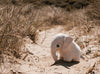 BigStuffed Mini-Elefant elfenbein