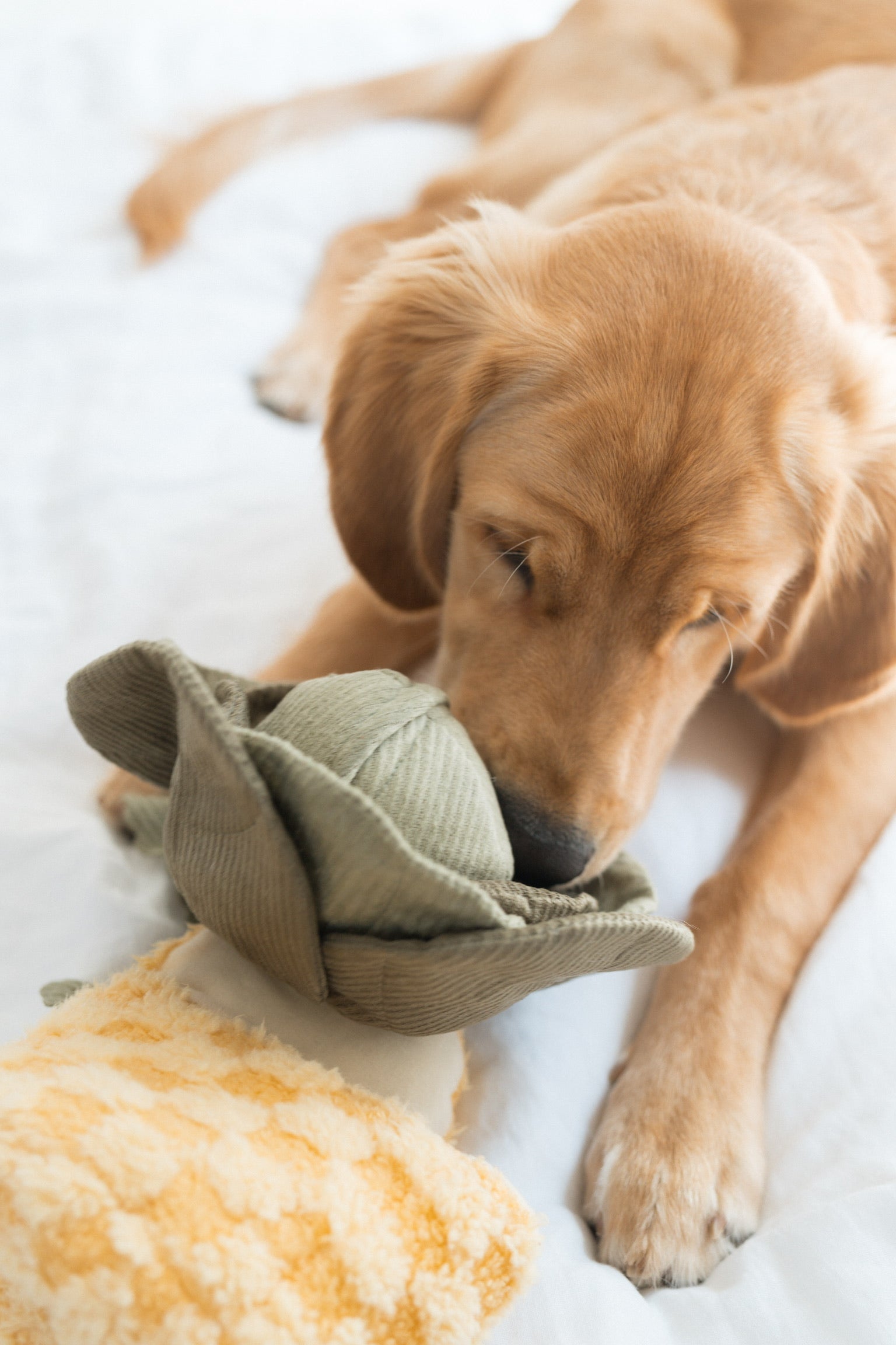 Lambwolf Collective POP-Knister-Kohl mit Boucle-Quietsch-Ball & Schnüffelspielzeug - BITANGELHOMES