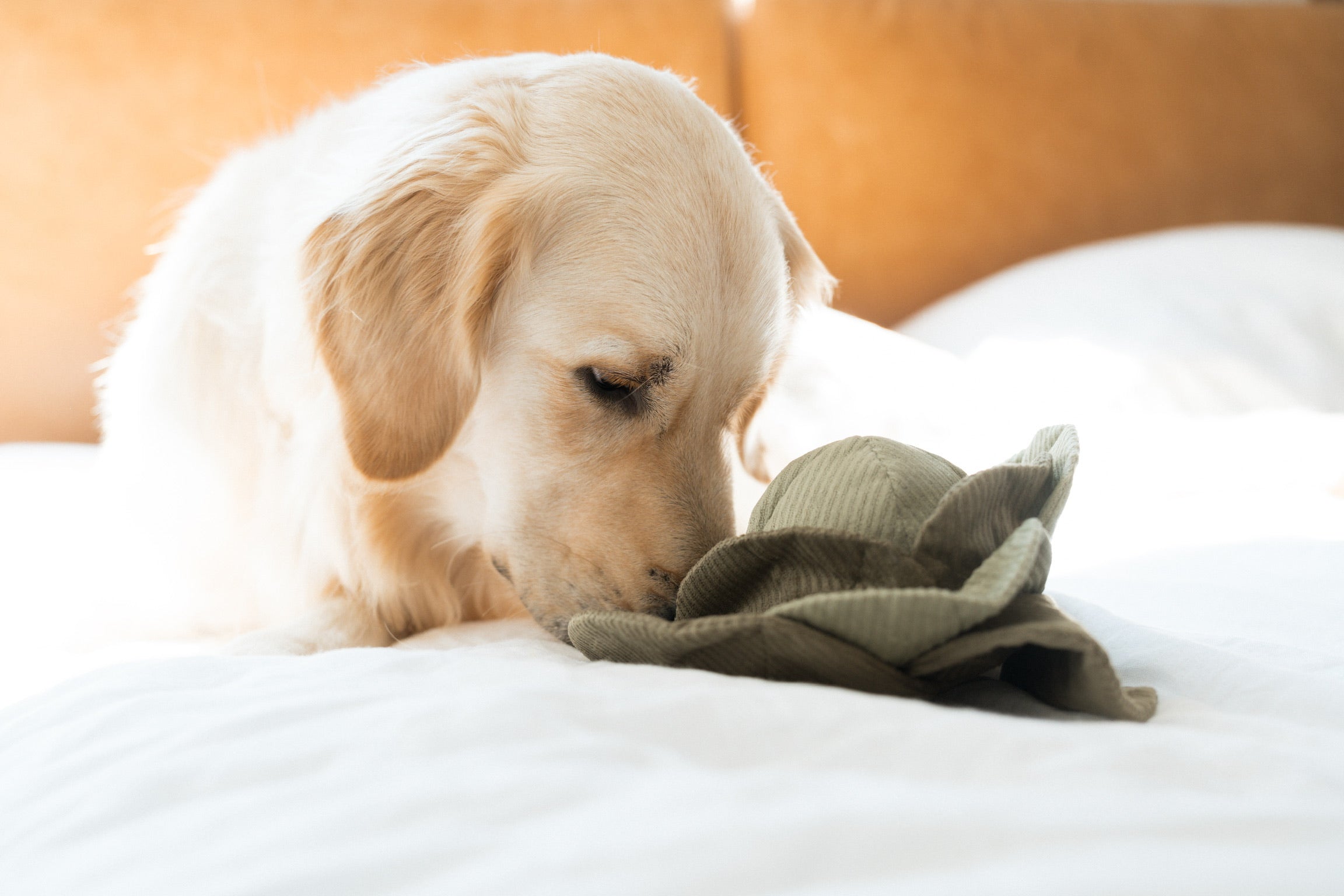 Lambwolf Collective POP-Knister-Kohl mit Boucle-Quietsch-Ball & Schnüffelspielzeug - BITANGELHOMES