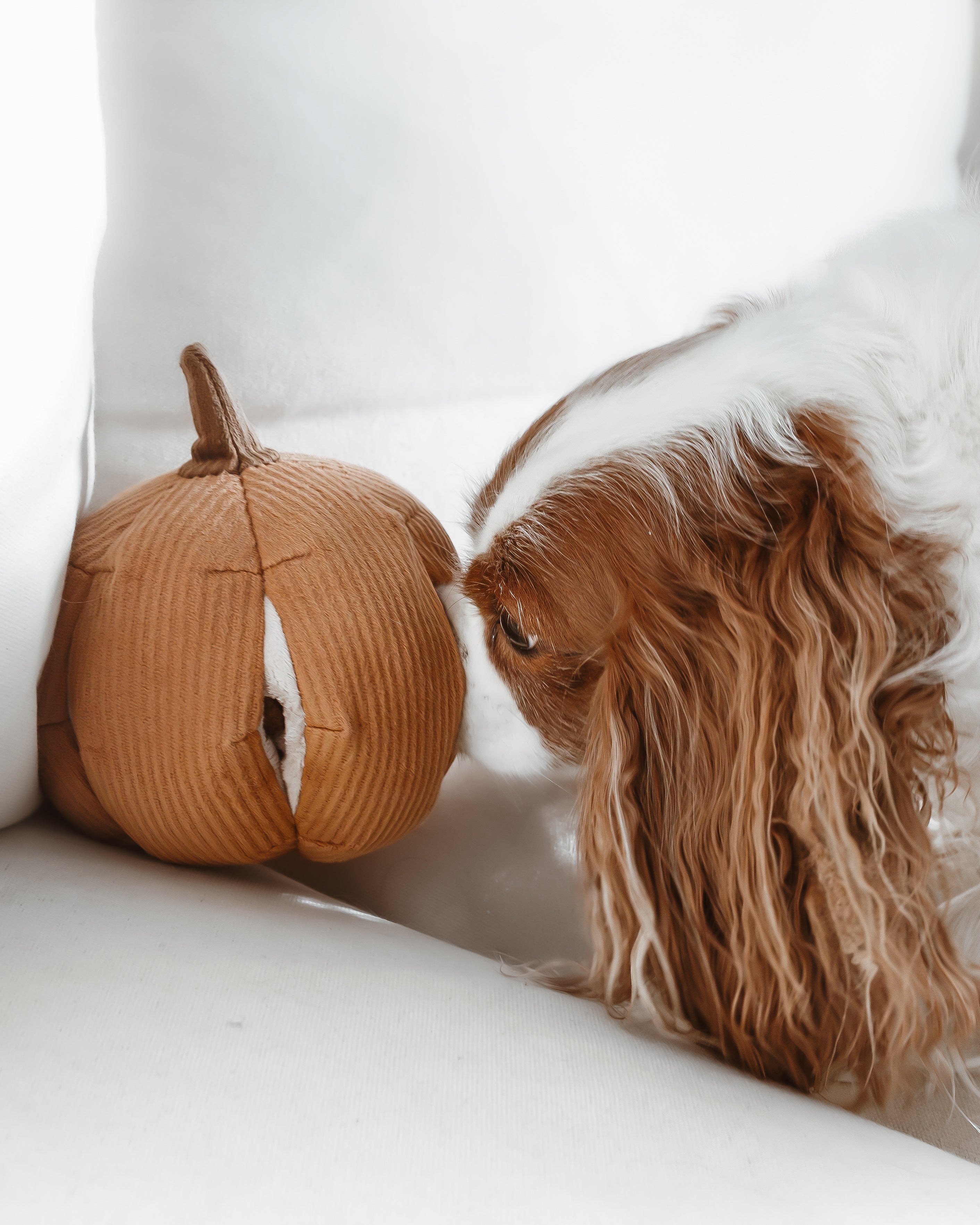 Lambwolf Collective Schnüffel-Kürbis mit Quietscher & Leckerchen-Versteck orange - BITANGELHOMES