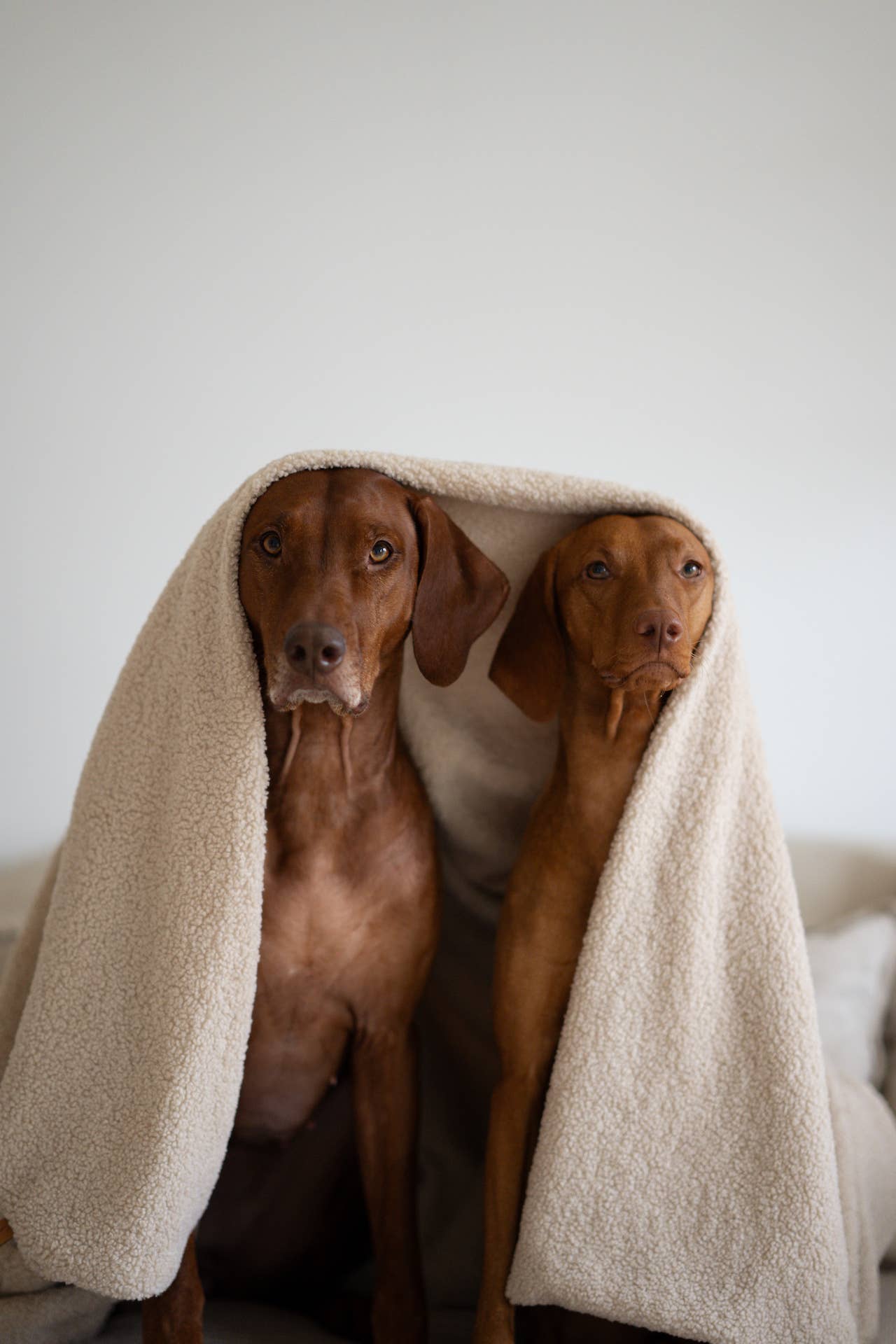 Lieblingspfote Oversize Hundedecke aus Teddy Beige 80cm x 100cm