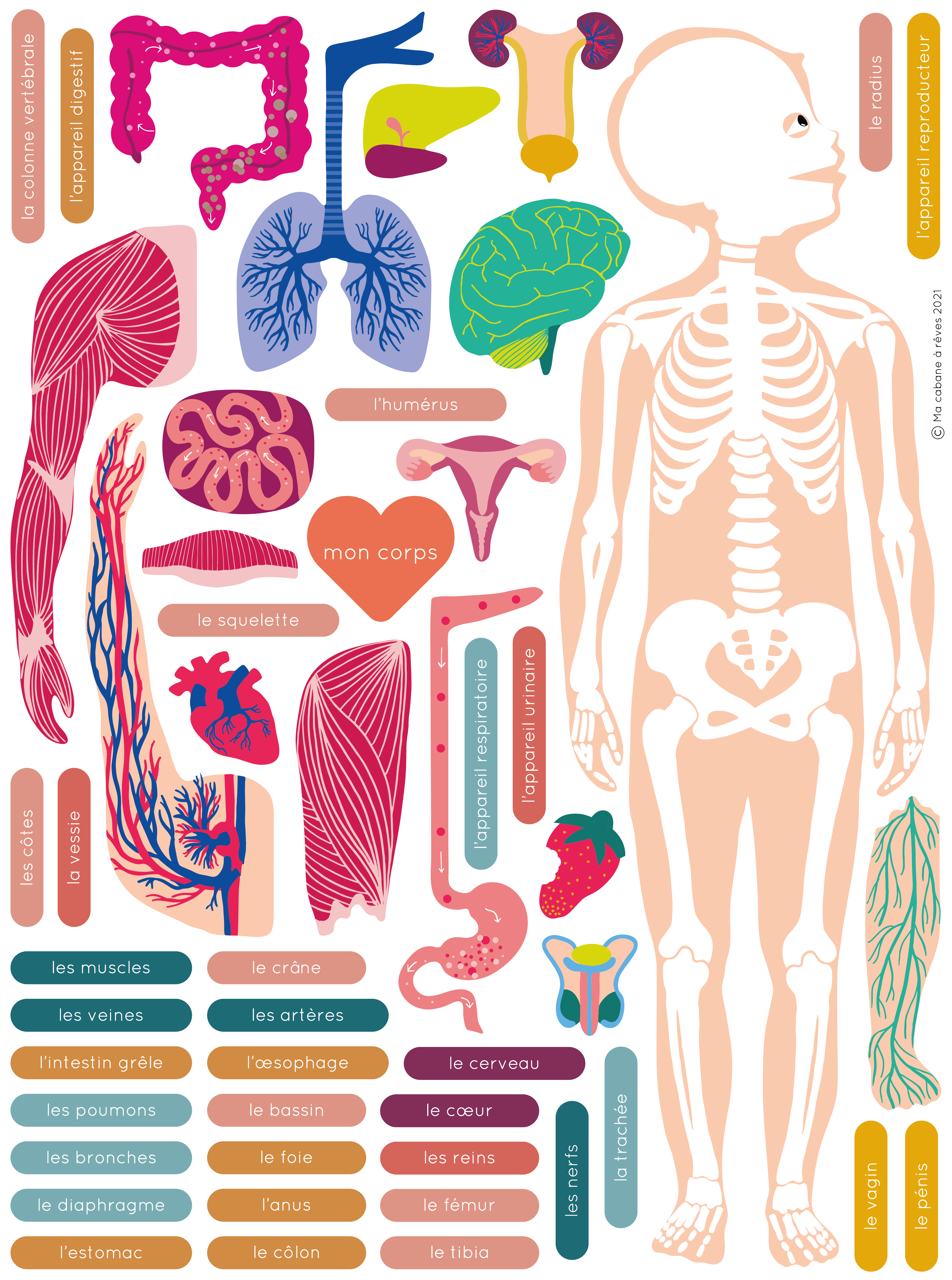 Ma Cabane à Rêves 52 Magnete ,,französische Version’‘ menschlicher Körper - BITANGELHOMES