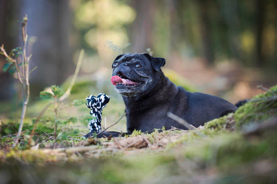 Laboni Hunde & Katzen Seilspielzeug Bonnie Bone - schwarz & weiß 15x7x4 cm aus reiner Baumwolle - Bitangel RENOVATE & FURNISH HOMES GmbH