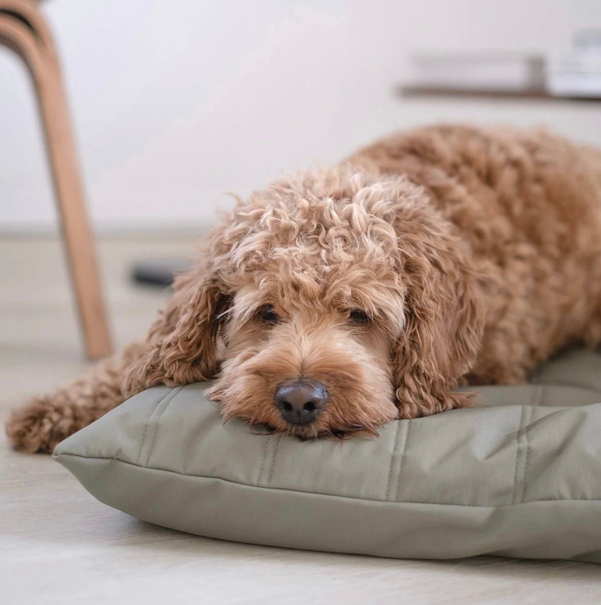 Lambwolf Collective MAATIN ultra entspannendes Hundebett mit Steppdecken-Bezug in Camel, wahlweise in S = 7kg, M = 13kg & L = 28kg - Bitangel RENOVATE & FURNISH HOMES GmbH