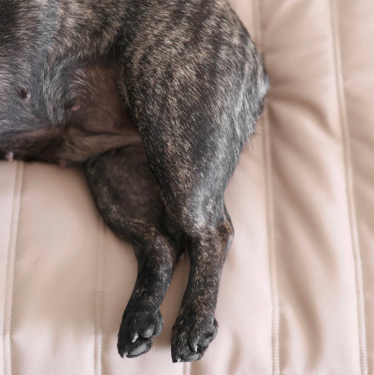 Lambwolf Collective MAATIN ultra entspannendes Hundebett mit Steppdecken-Bezug in Camel, wahlweise in S = 7kg, M = 13kg & L = 28kg - Bitangel RENOVATE & FURNISH HOMES GmbH