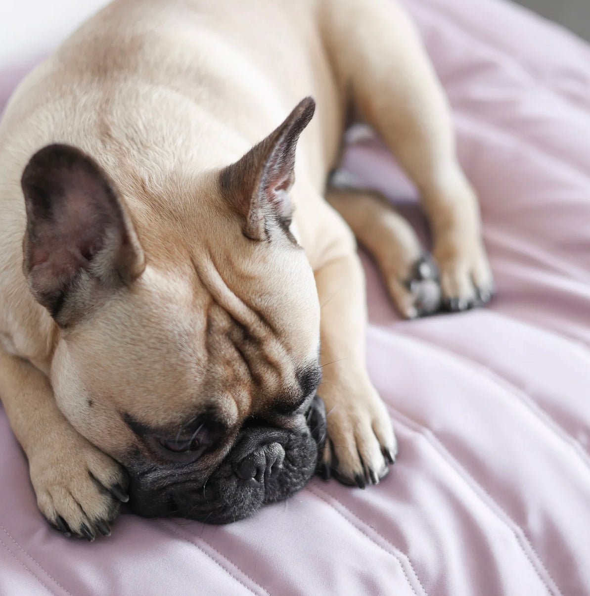 Lambwolf Collective MAATIN ultra entspannendes Hundebett mit Steppdecken-Bezug in Camel, wahlweise in S = 7kg, M = 13kg & L = 28kg - Bitangel RENOVATE & FURNISH HOMES GmbH