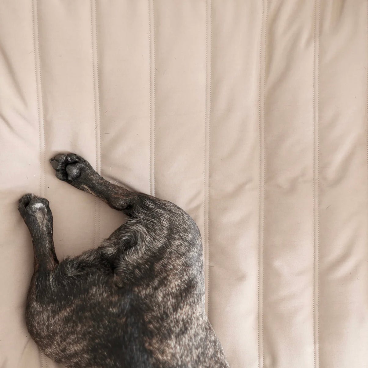 Lambwolf Collective MAATIN ultra entspannendes Hundebett mit Steppdecken-Bezug in Camel, wahlweise in S = 7kg, M = 13kg & L = 28kg - Bitangel RENOVATE & FURNISH HOMES GmbH