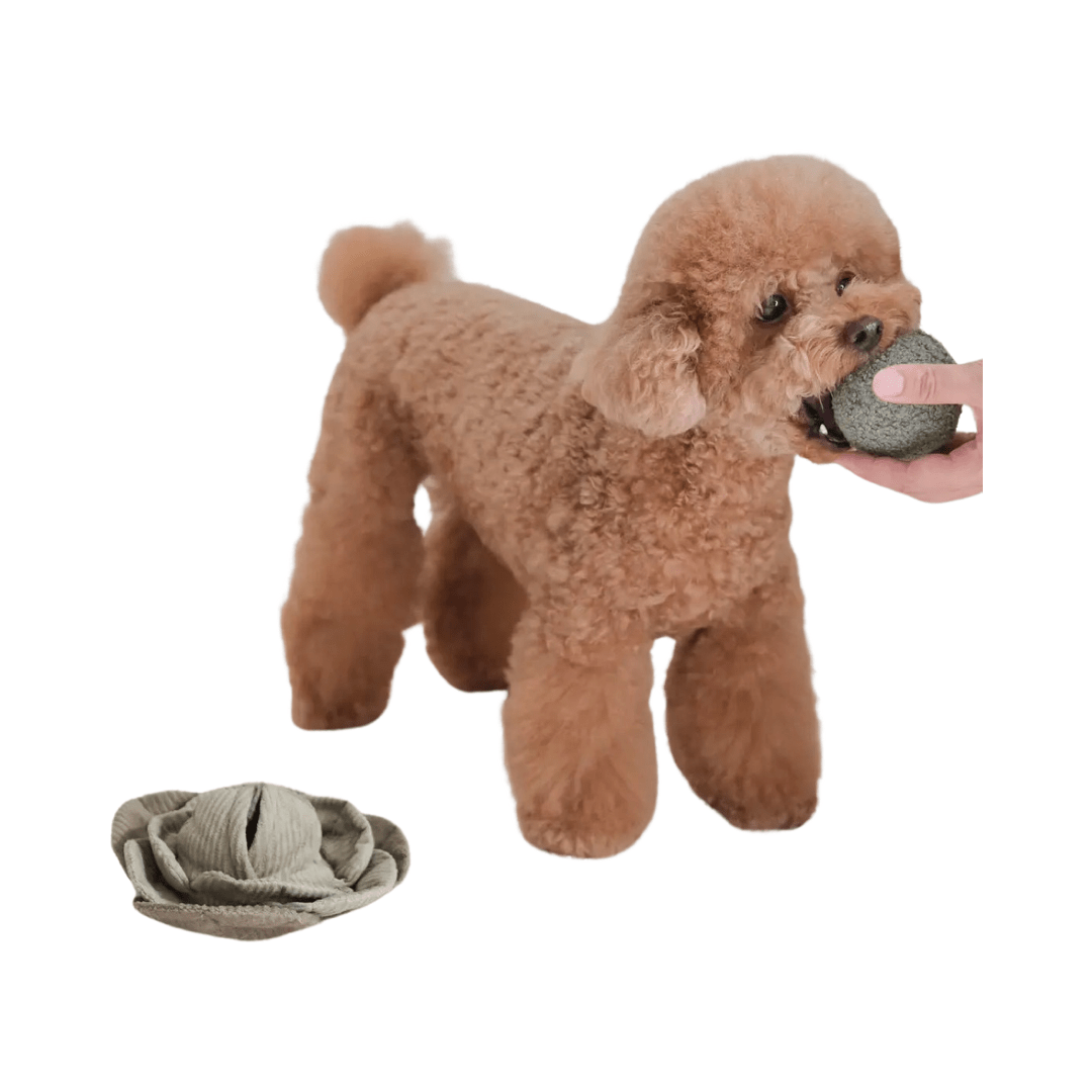 Lambwolf Collective POP-Knister-Kohl mit Boucle-Quietsch-Ball und Schnüffelspielzeug 19cm Durchmesser - Bitangel RENOVATE & FURNISH HOMES GmbH