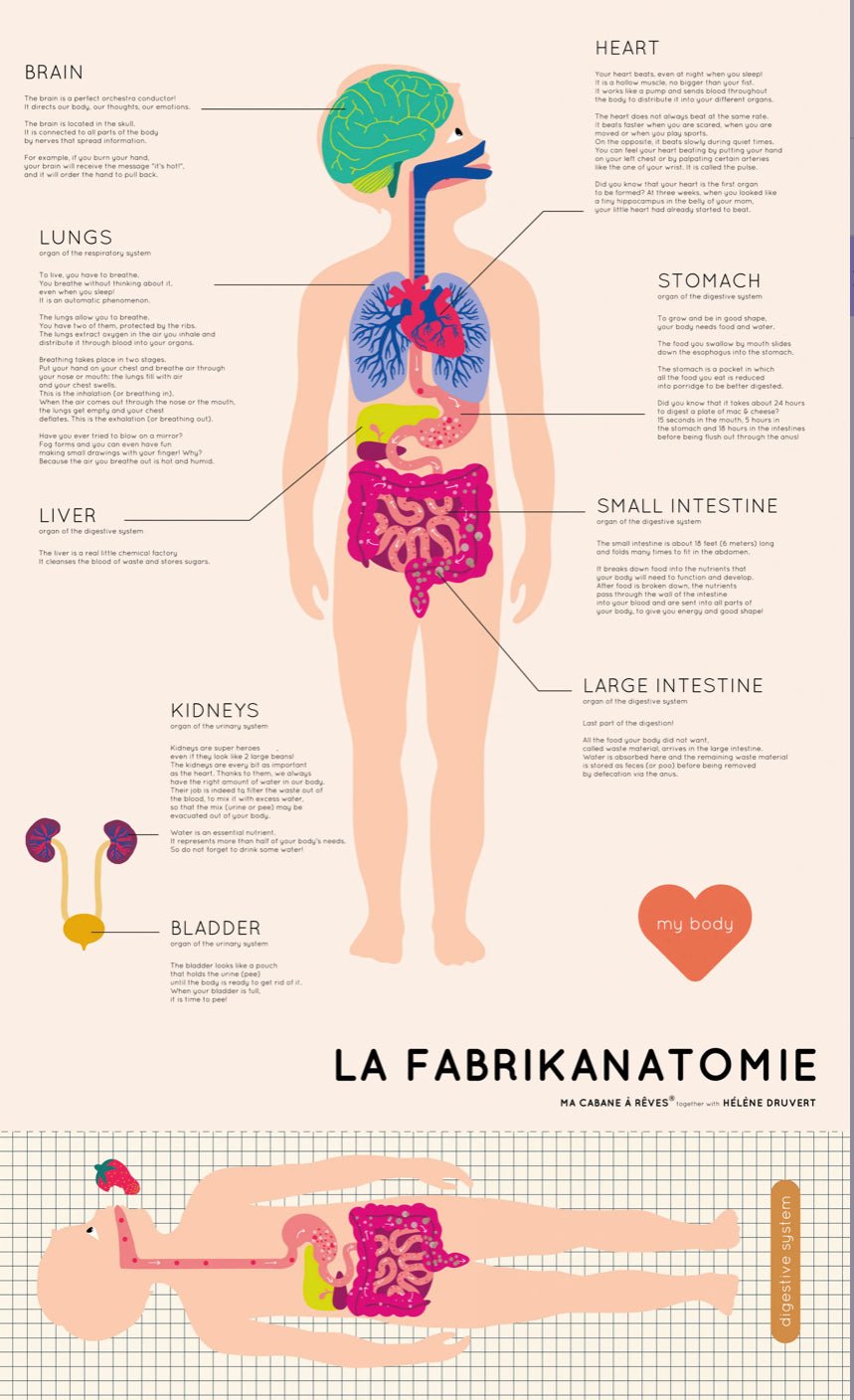 Ma Cabane à Rêves 51 Magnete La Fabrikanatomie ,,englische Version‘‘ Menschliche Körper - Bitangel RENOVATE & FURNISH HOMES GmbH