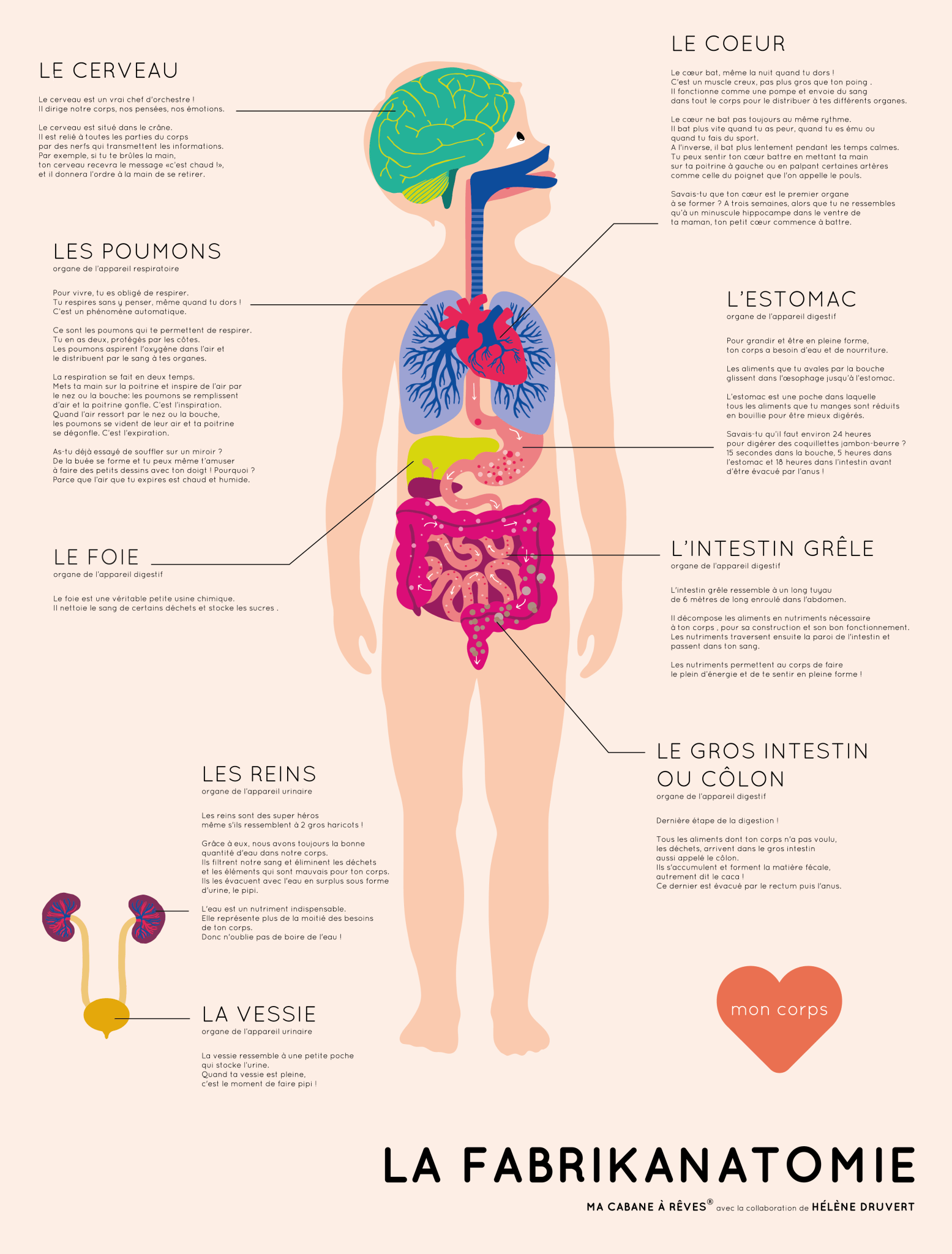 Ma Cabane à Rêves 52 Magnete La Fabrikanatomie ,, französische Version’‘ menschlicher Körper - Bitangel RENOVATE & FURNISH HOMES GmbH
