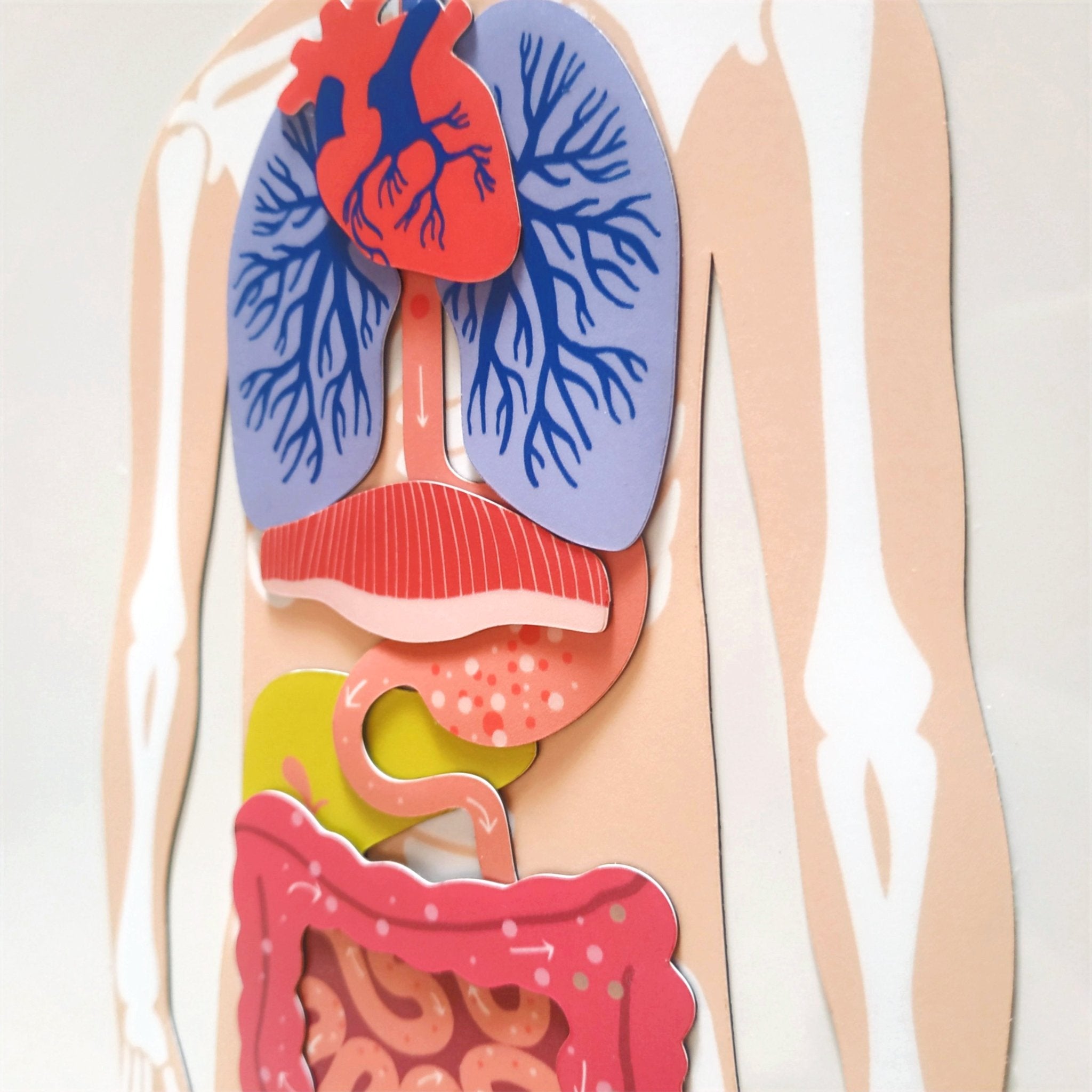 Ma Cabane à Rêves 52 Magnete La Fabrikanatomie ,, französische Version’‘ menschlicher Körper - Bitangel RENOVATE & FURNISH HOMES GmbH