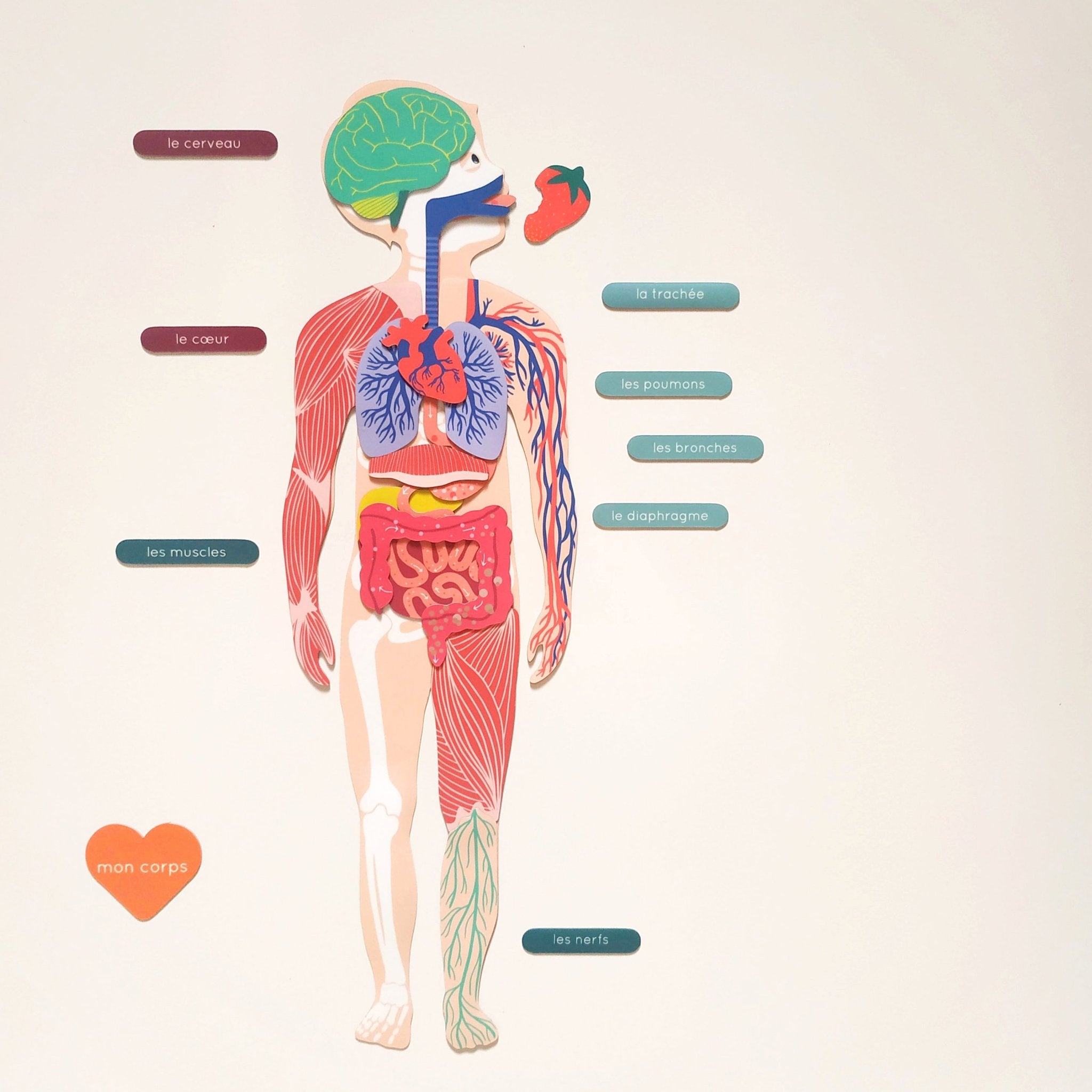 Ma Cabane à Rêves 52 Magnete La Fabrikanatomie ,, französische Version’‘ menschlicher Körper - Bitangel RENOVATE & FURNISH HOMES GmbH