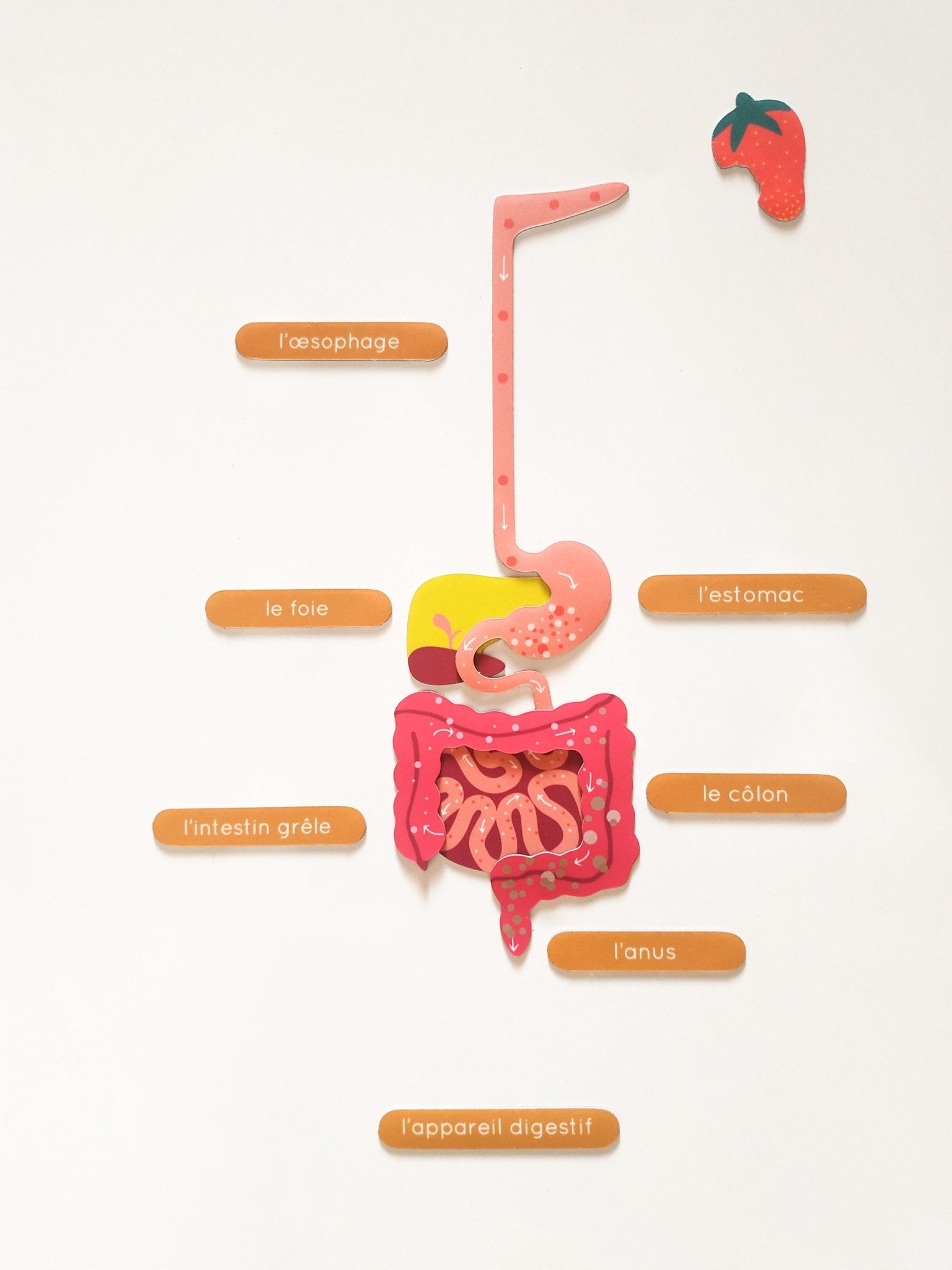 Ma Cabane à Rêves 52 Magnete La Fabrikanatomie ,, französische Version’‘ menschlicher Körper - Bitangel RENOVATE & FURNISH HOMES GmbH